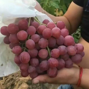 大荔红提葡萄，红提价格，陕西红提葡萄批发价格，红提基地