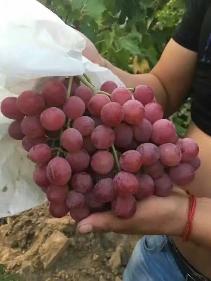 大荔红提葡萄，红提价格，陕西红提葡萄批发价格，红提基地