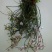 美花石斛