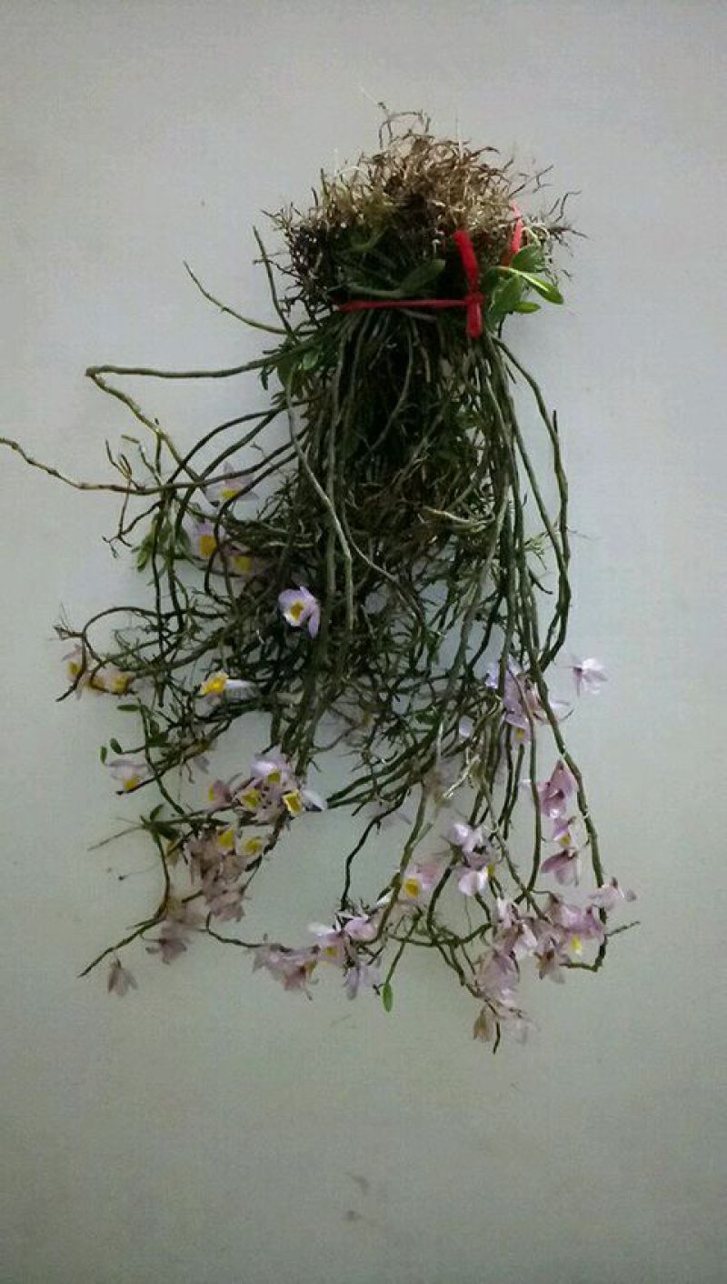 美花石斛