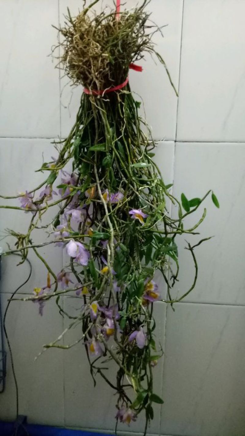 美花石斛