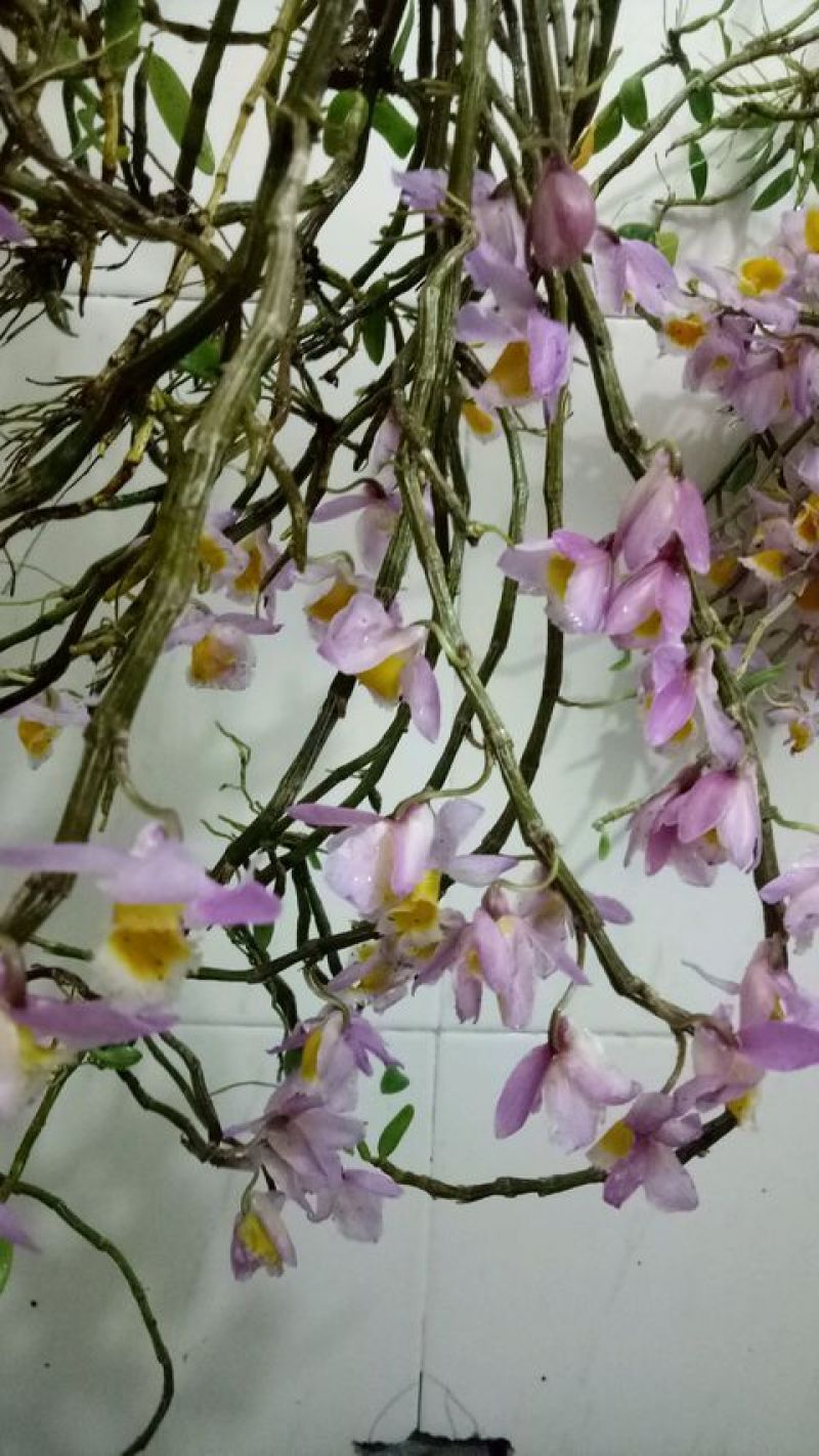 美花石斛