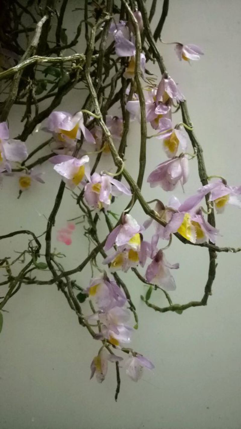 美花石斛
