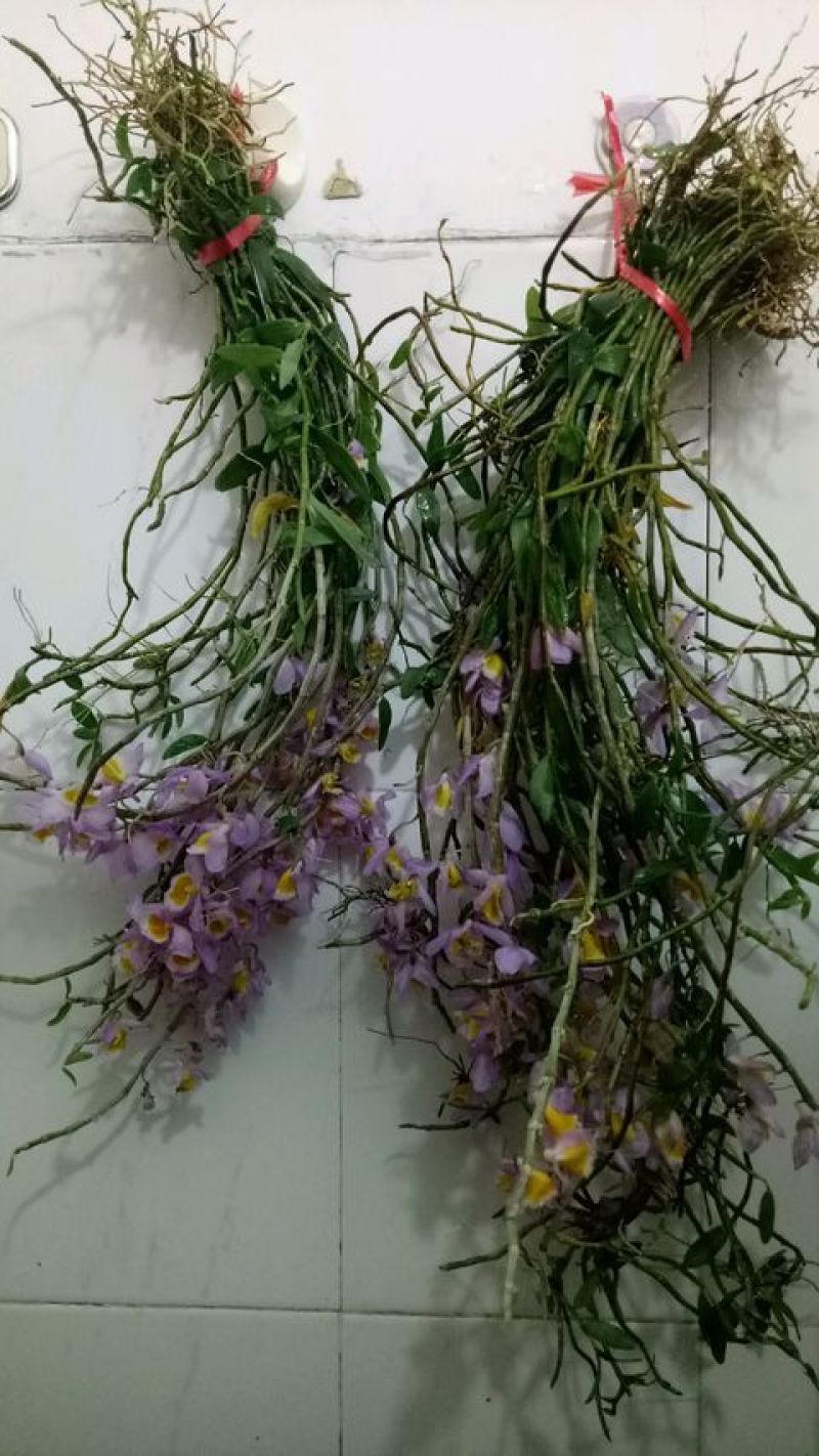 美花石斛
