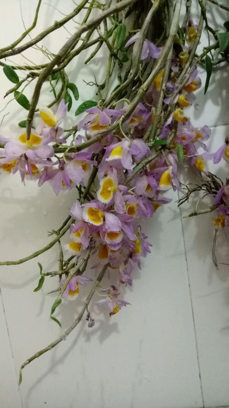 美花石斛