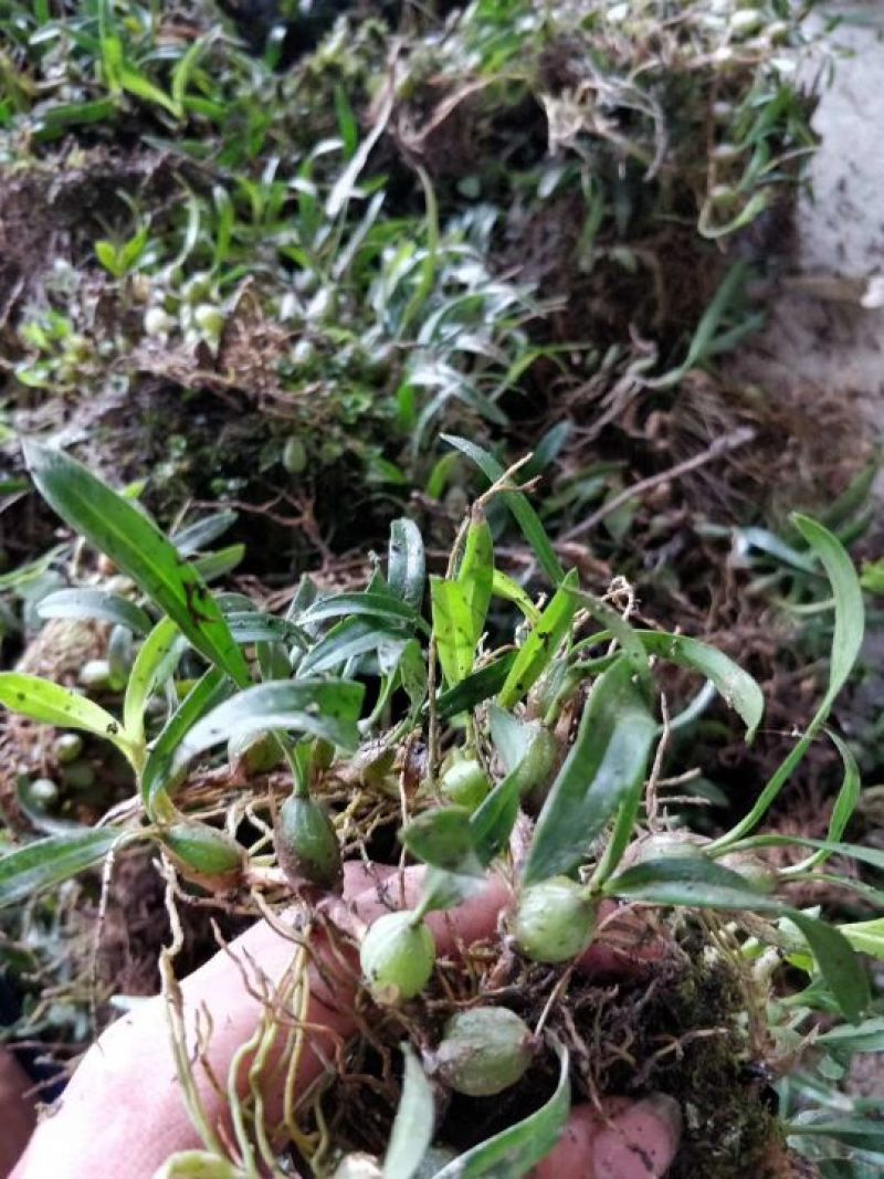 双叶石橄榄