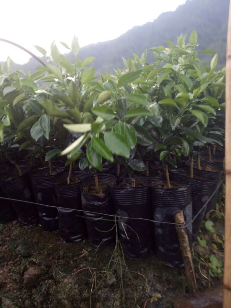 纽荷尔脐橙杯苗，基地直供