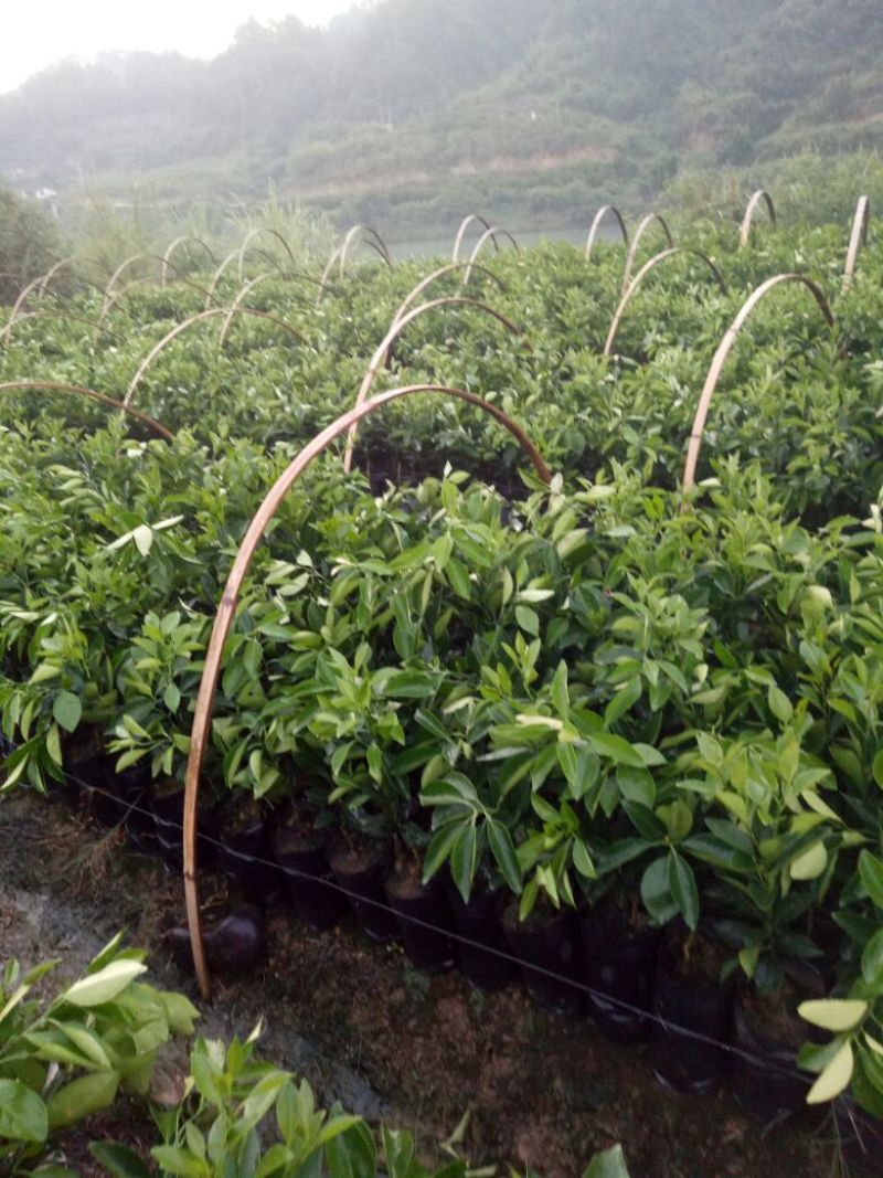 纽荷尔脐橙杯苗，基地直供