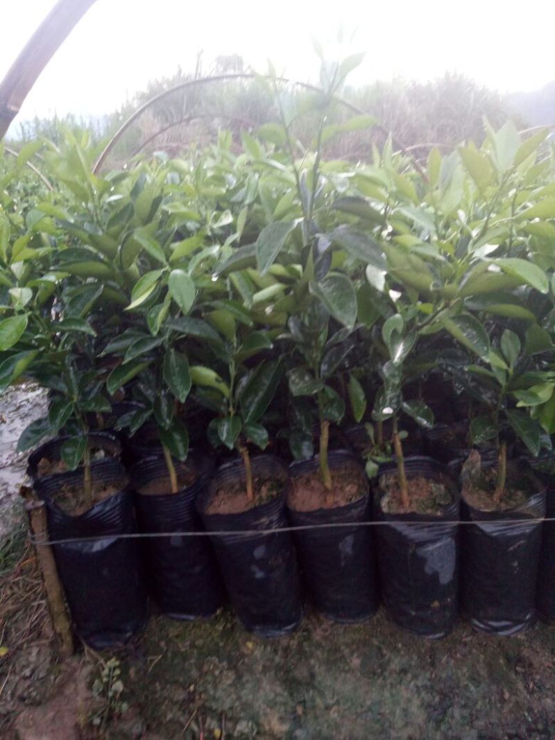 纽荷尔脐橙杯苗，基地直供