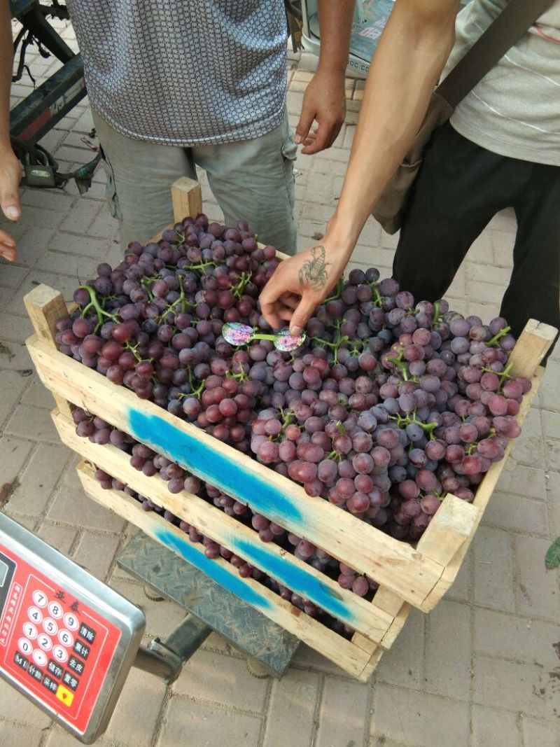 精品巨峰葡萄大量上市欢迎前来采购