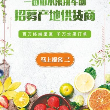 木里藏族自治县正宗马尾松松花粉