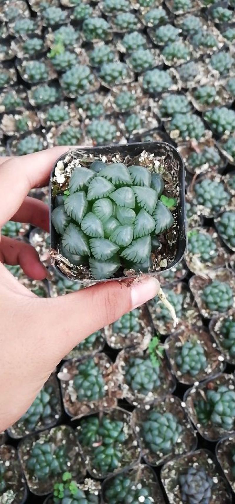 大量多肉供应
