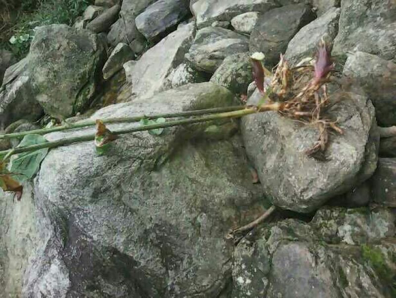 洋荷姜种
