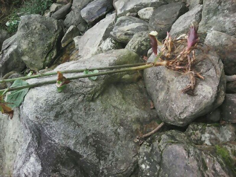 洋荷姜种