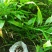 洋荷姜种