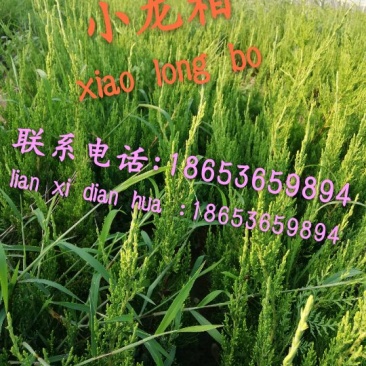 小龙柏