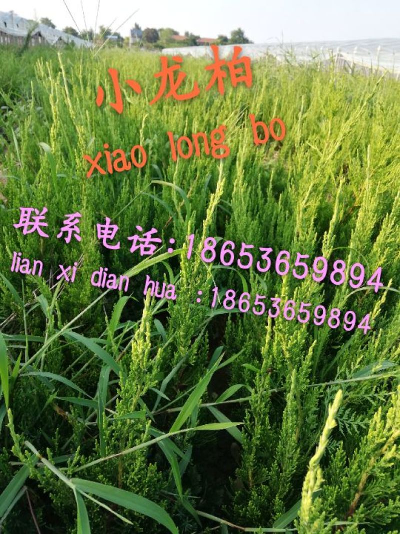 小龙柏