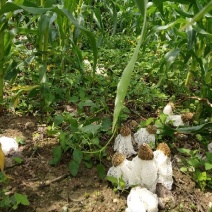 长裙竹荪干货无硫竹菌儿农家竹荪煲汤食材