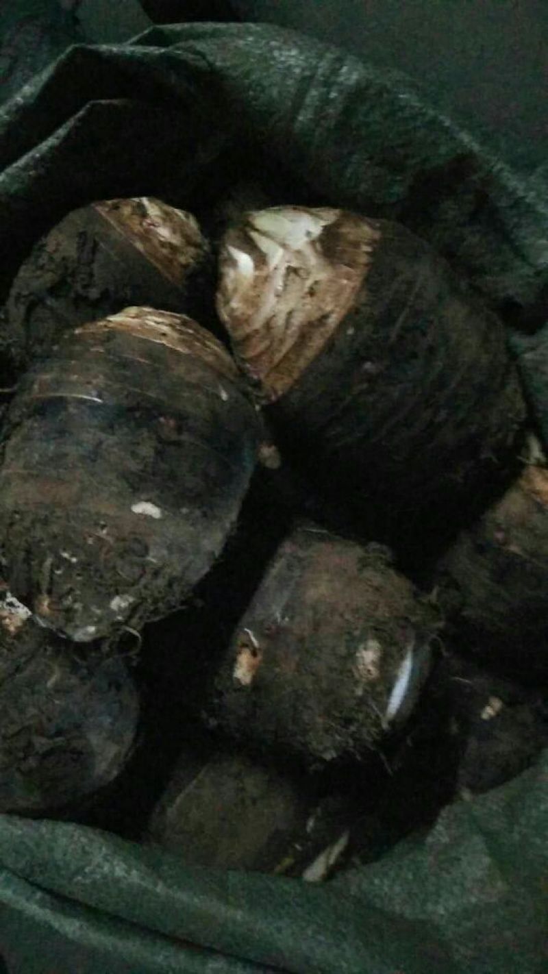香芋头欢迎商家来合作共赢!