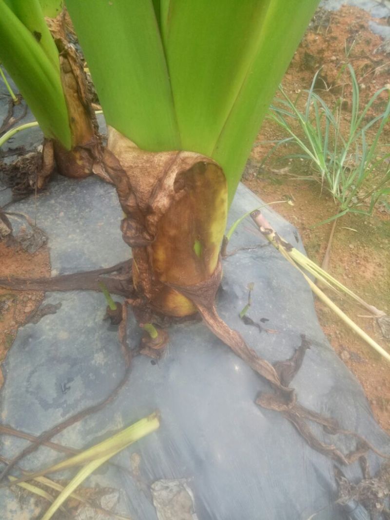 香芋头欢迎商家来合作共赢!