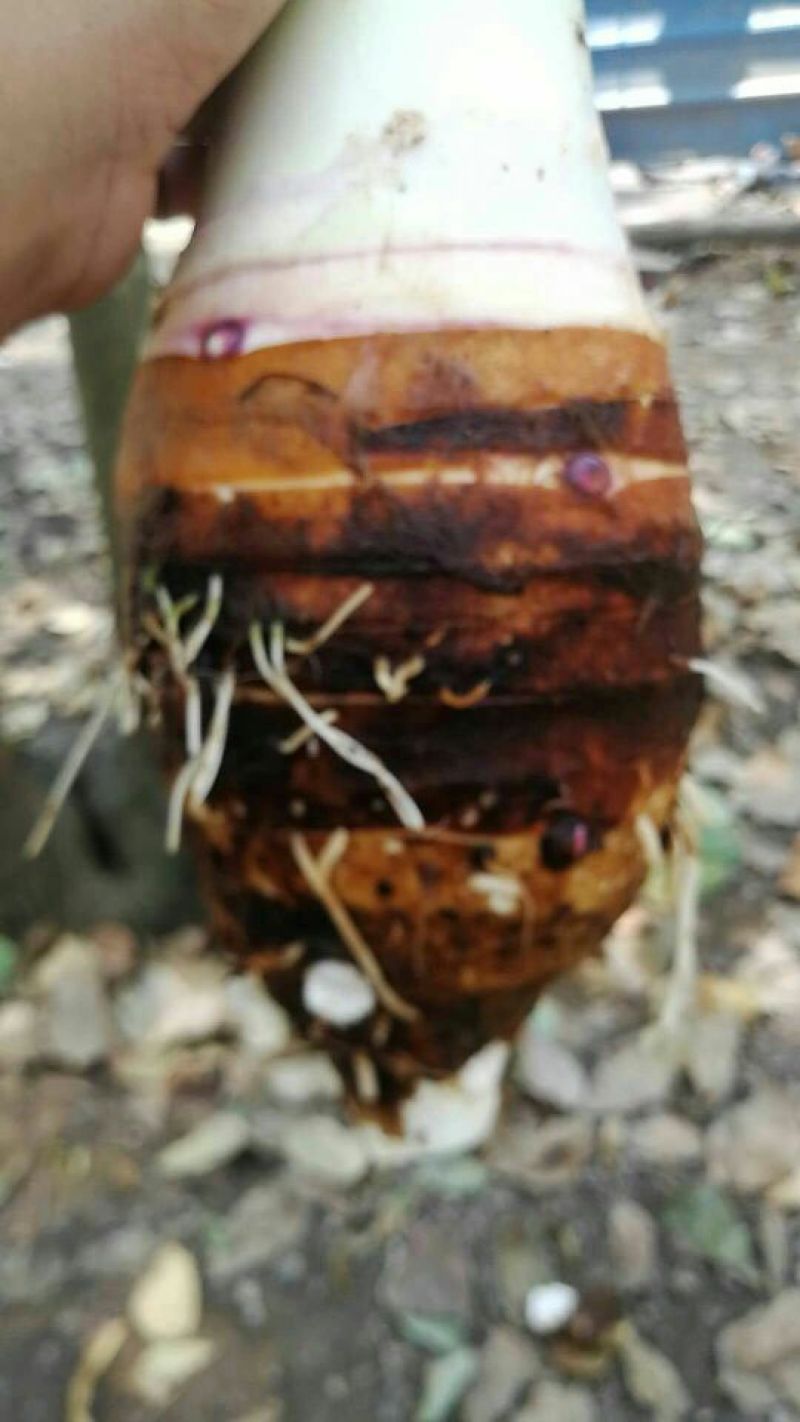 香芋头欢迎商家来合作共赢!
