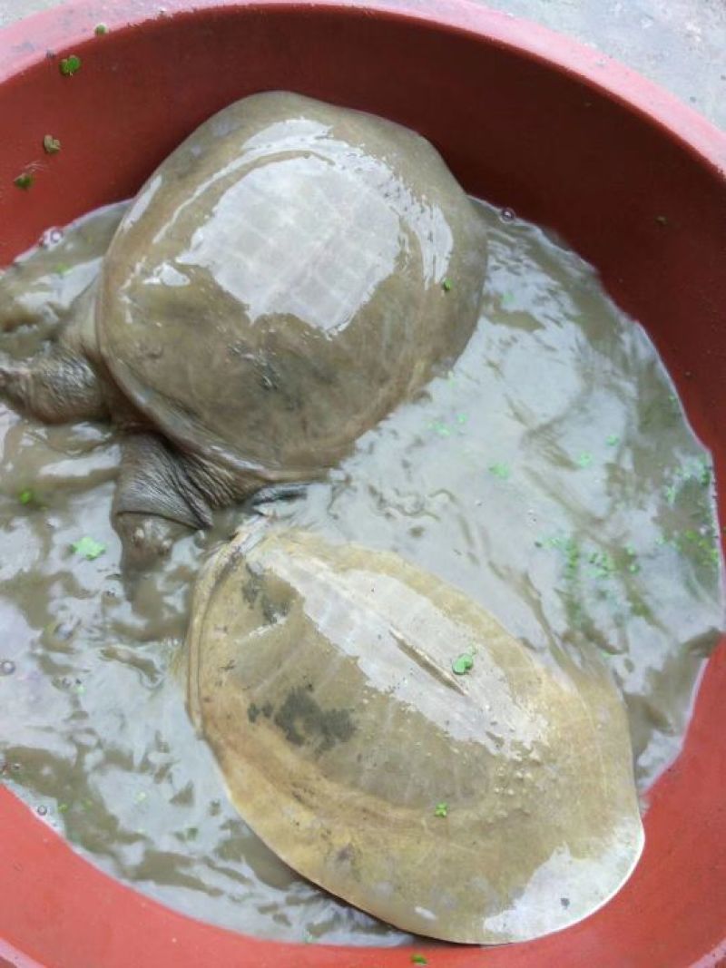 黄沙鳖