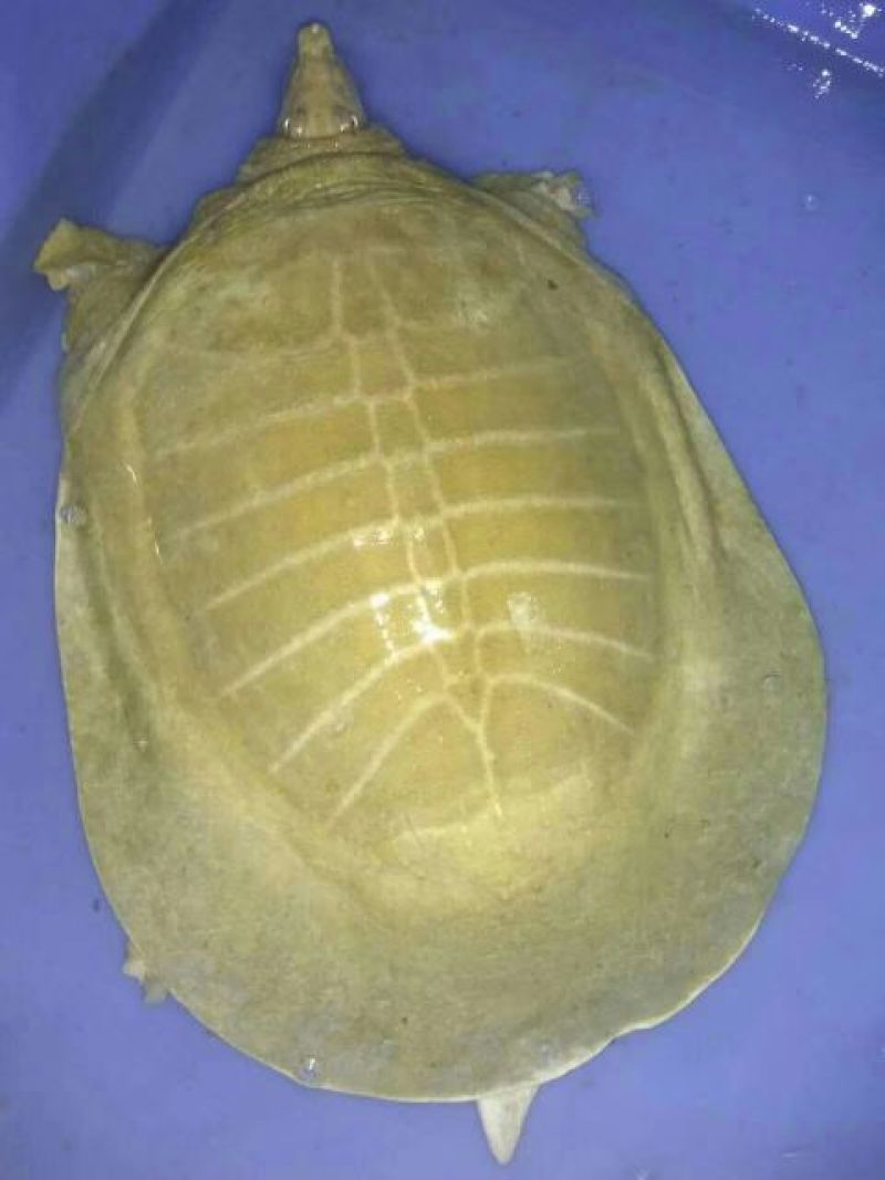 黄沙鳖