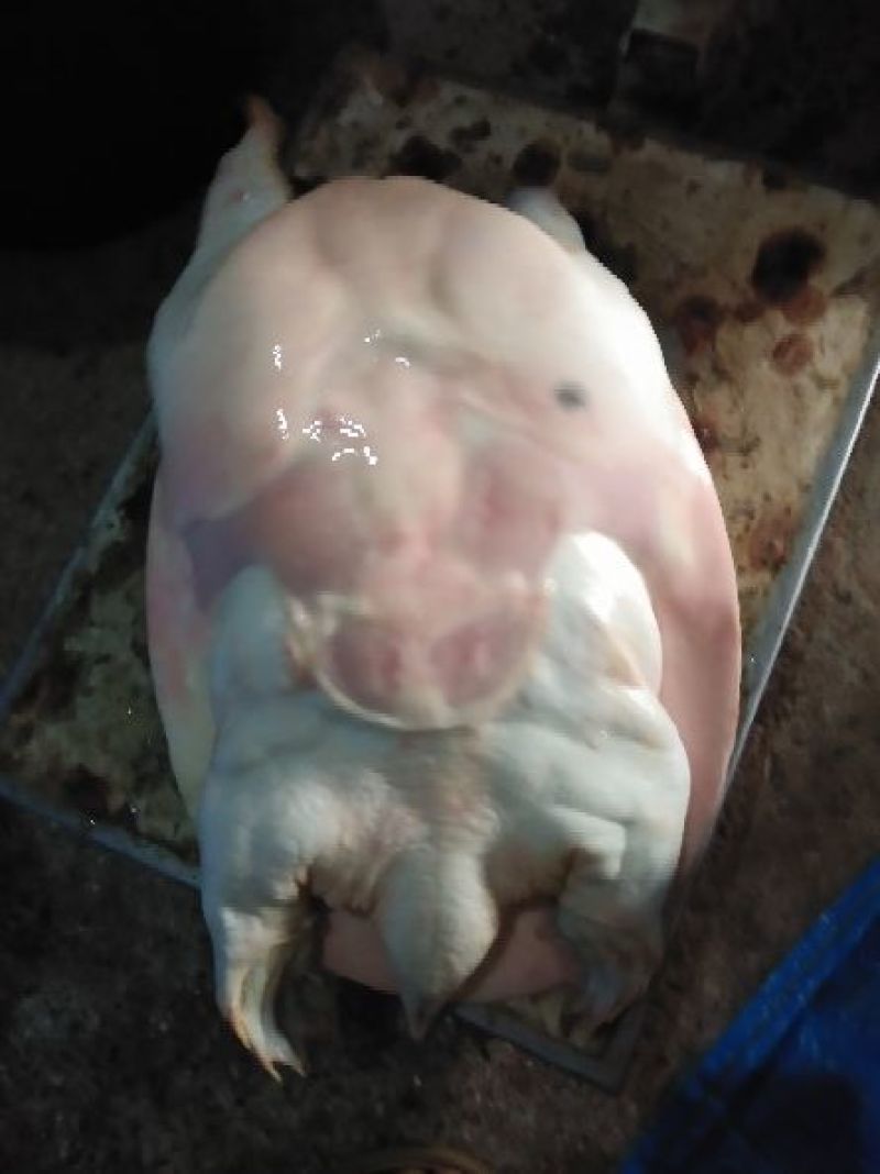 黄沙鳖