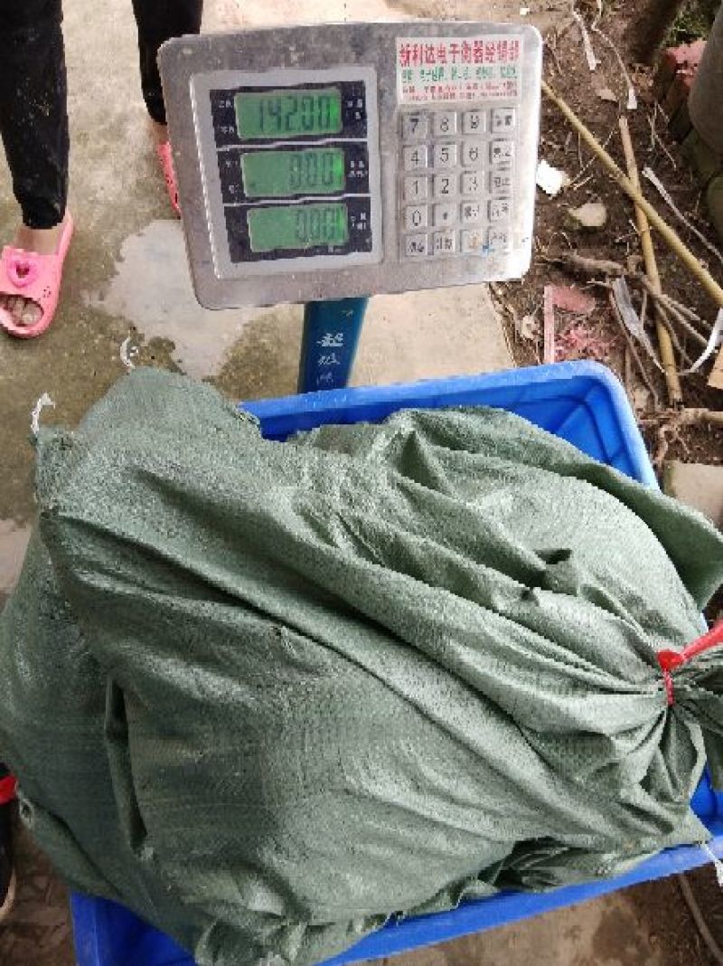 黄沙鳖