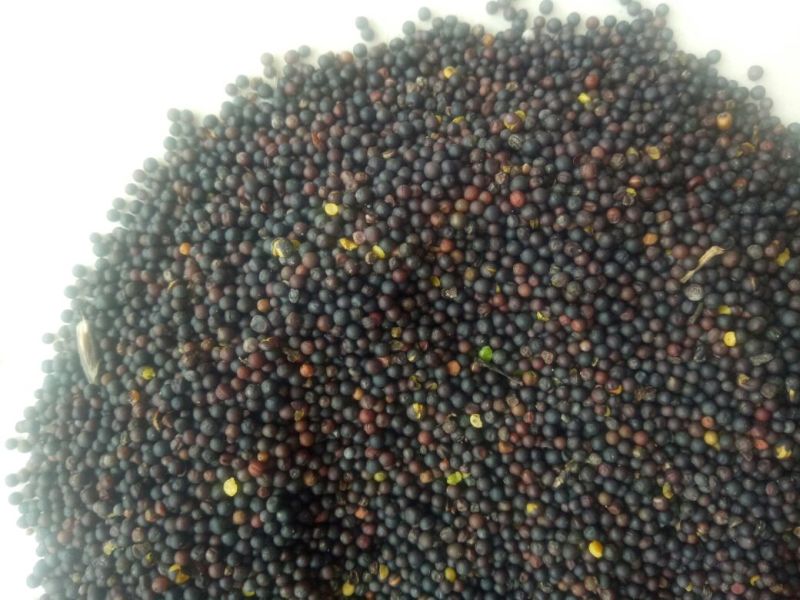 油菜籽