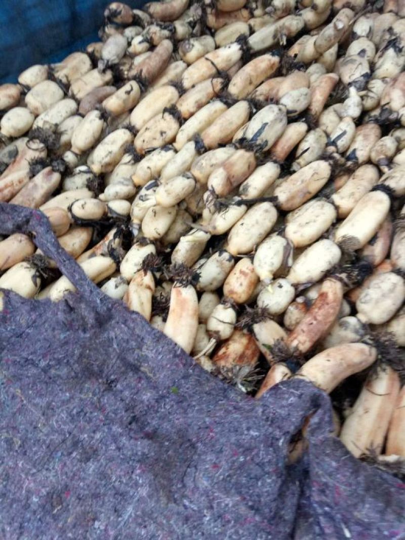优质莲藕，来自无污染水源，腼腆可口，老少皆宜，价格公道，