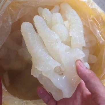 海蜇食用鲜活