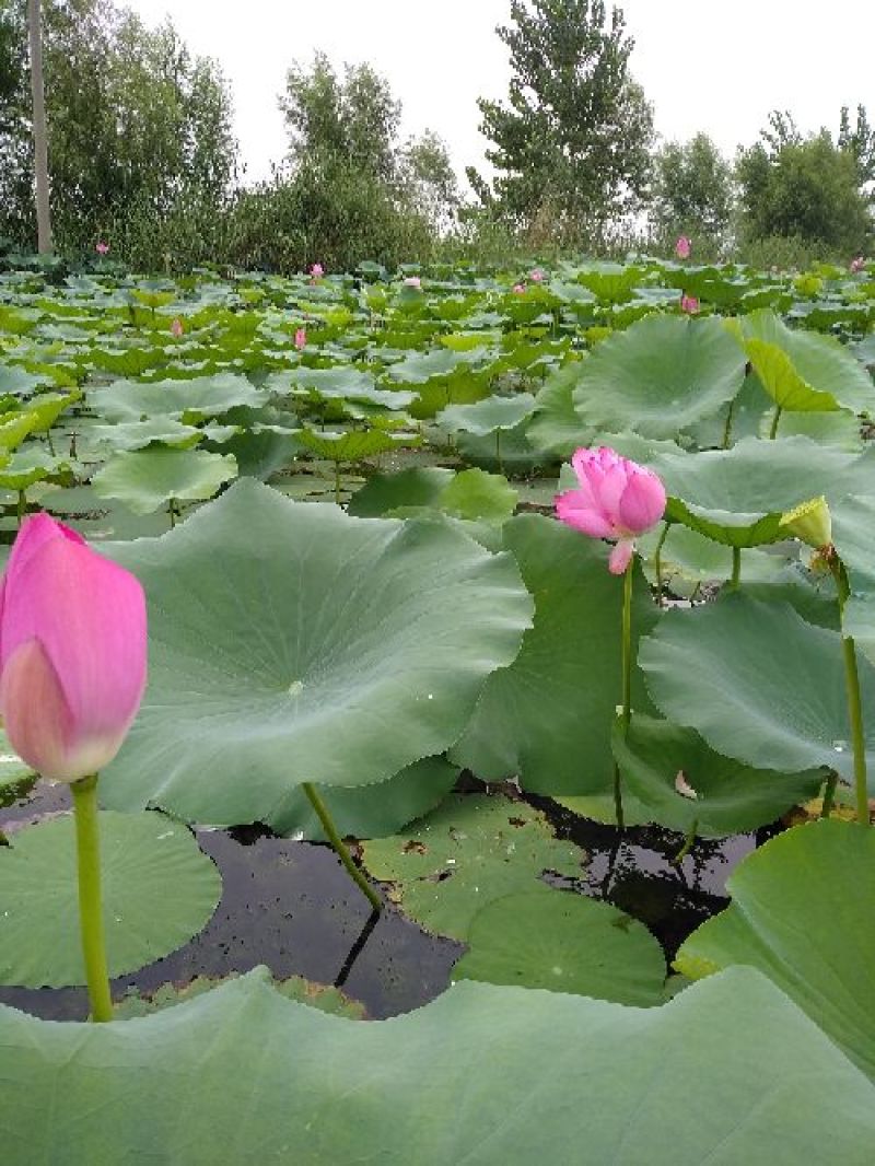 水生植物/白洋淀荷花/古代莲基地大量出售！