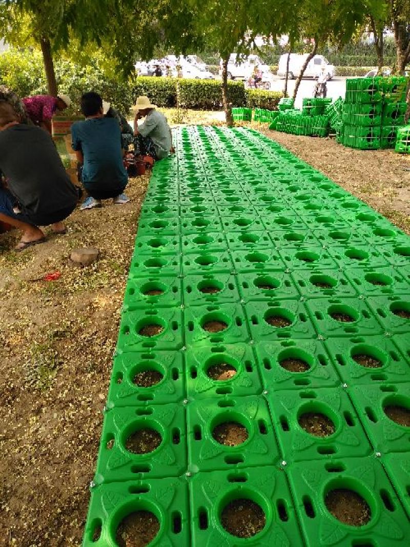 水生植物/白洋淀荷花/古代莲基地大量出售！