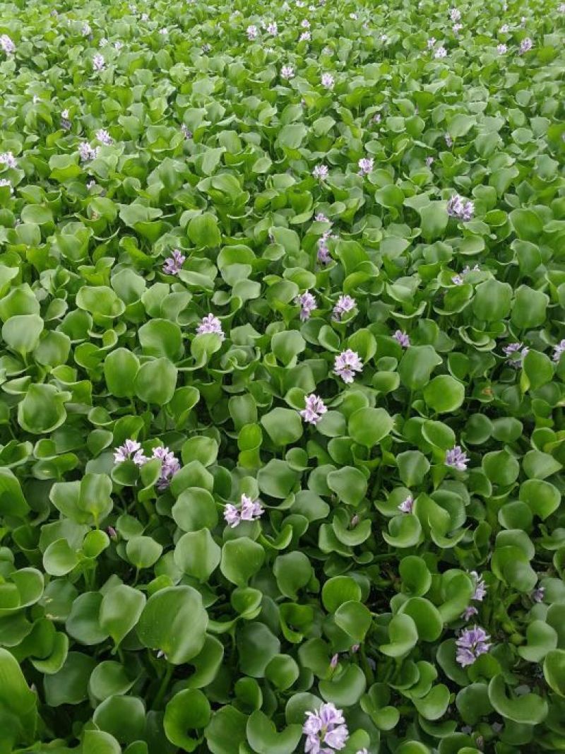 水生植物/白洋淀荷花/古代莲基地大量出售！