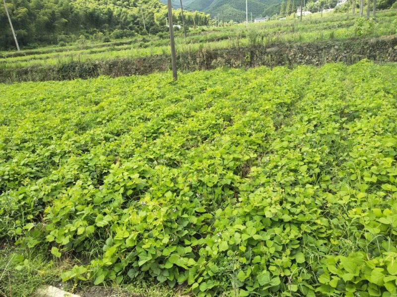 豆薯