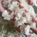 雪燕干货泡发好1斤起包邮量大从优