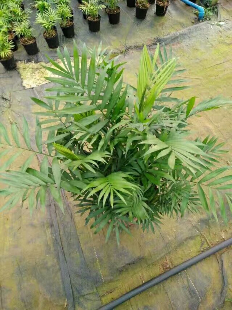 贵禾花木苗场