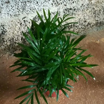 贵禾花木苗场