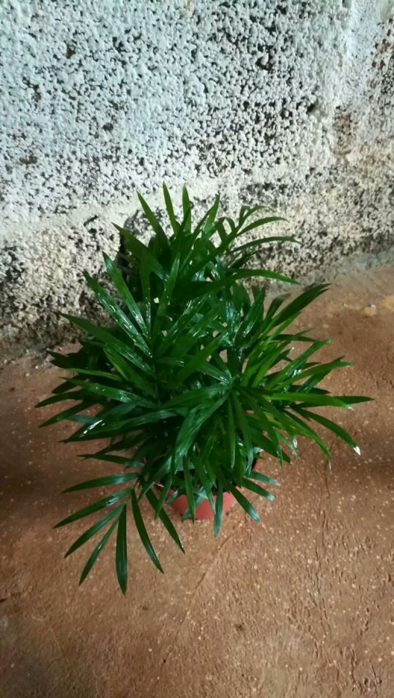 贵禾花木苗场