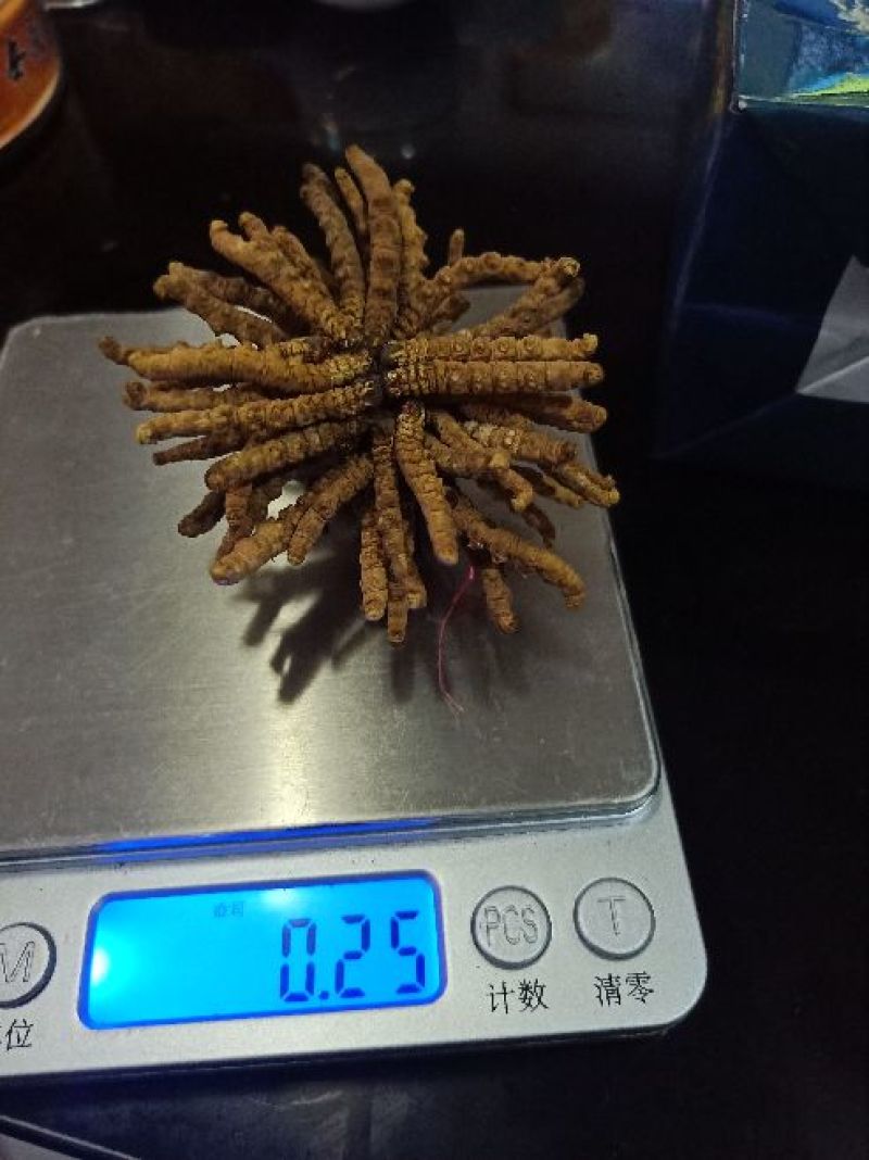 冬虫夏草一捆50根的克数