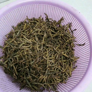 大别山野生冬虫夏草收购请联系我，