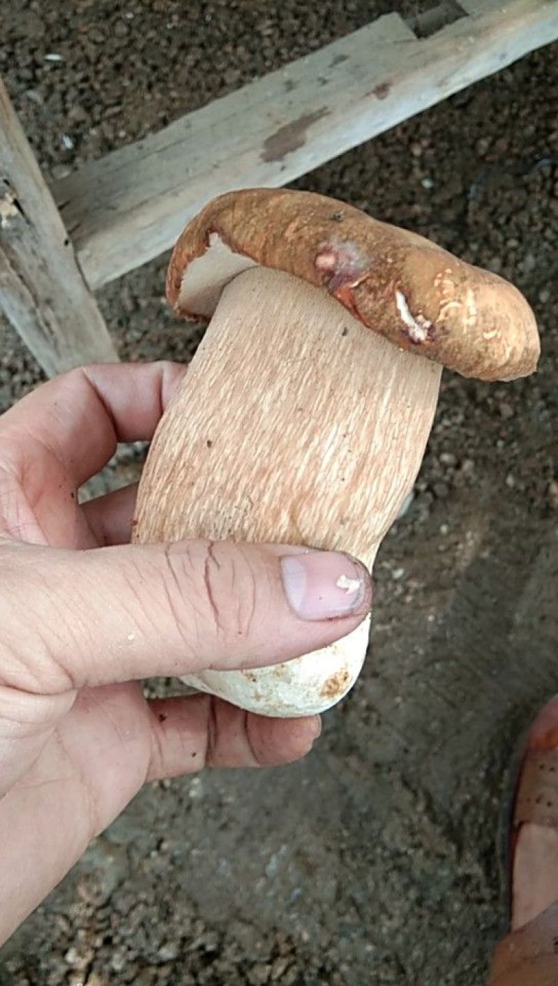 牛肝菌，河南省方城县牛肝菌干片，盐渍，质量非常好产地直供