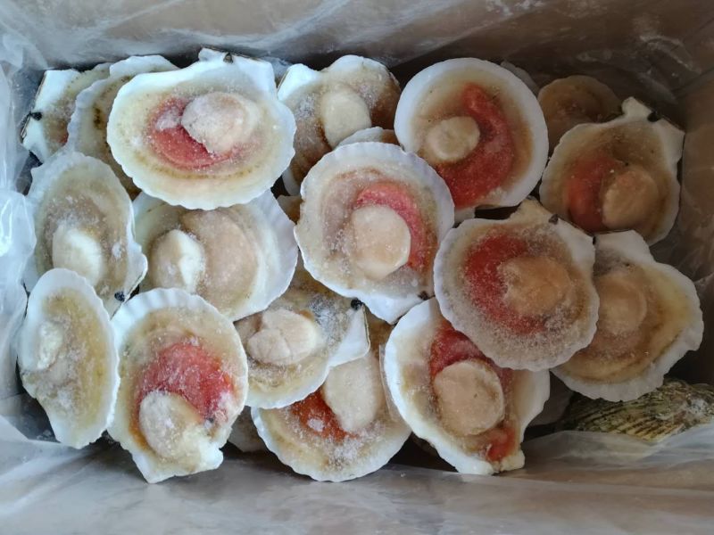 组合贝，大卵组合贝，半壳贝，夏夷贝，扇贝