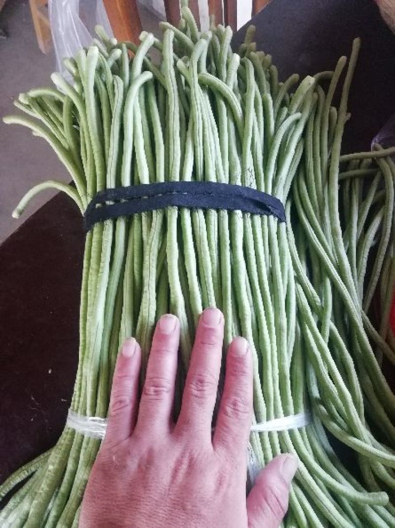 长豇豆大量供应中