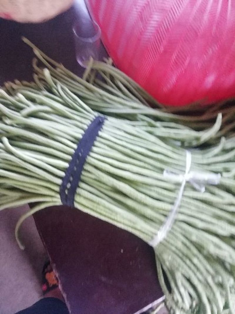 长豇豆大量供应中