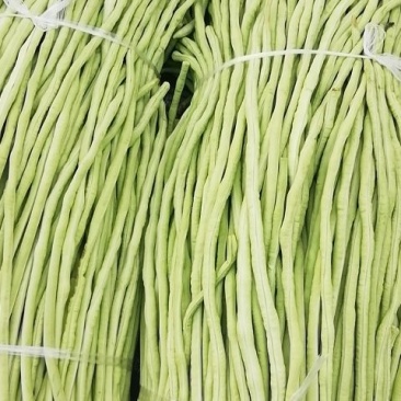 长豇豆大量供应中