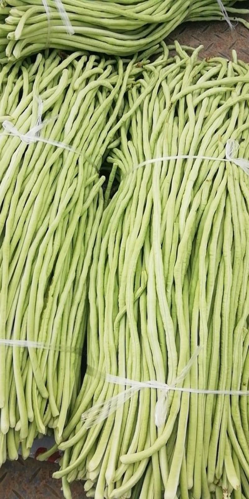 长豇豆大量供应中