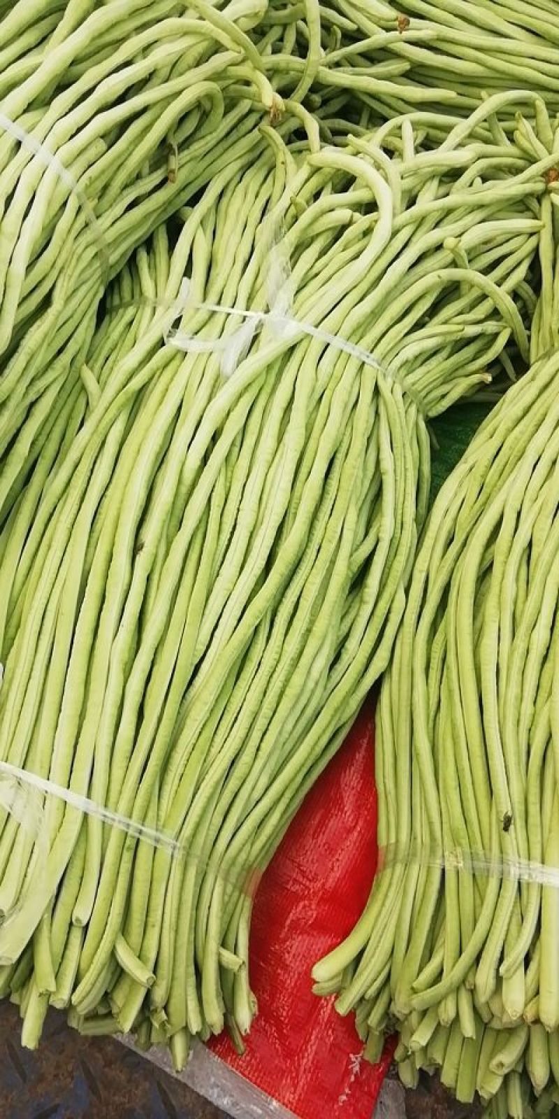 长豇豆大量供应中