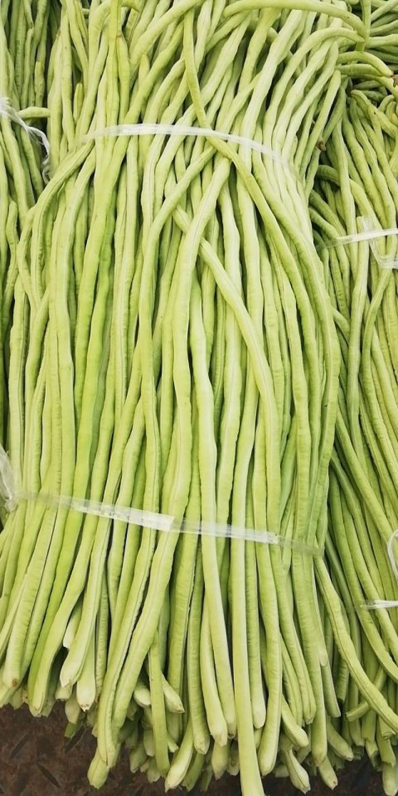 长豇豆大量供应中